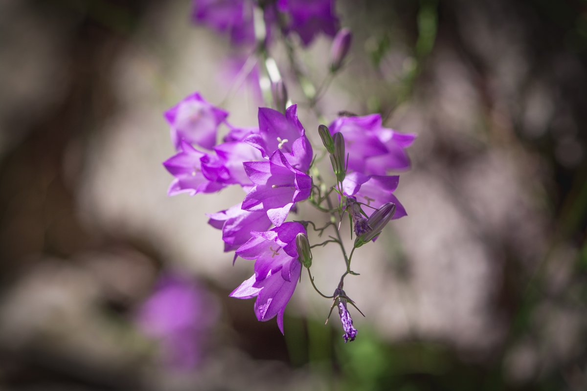 Колокольчик Кампана Lilac
