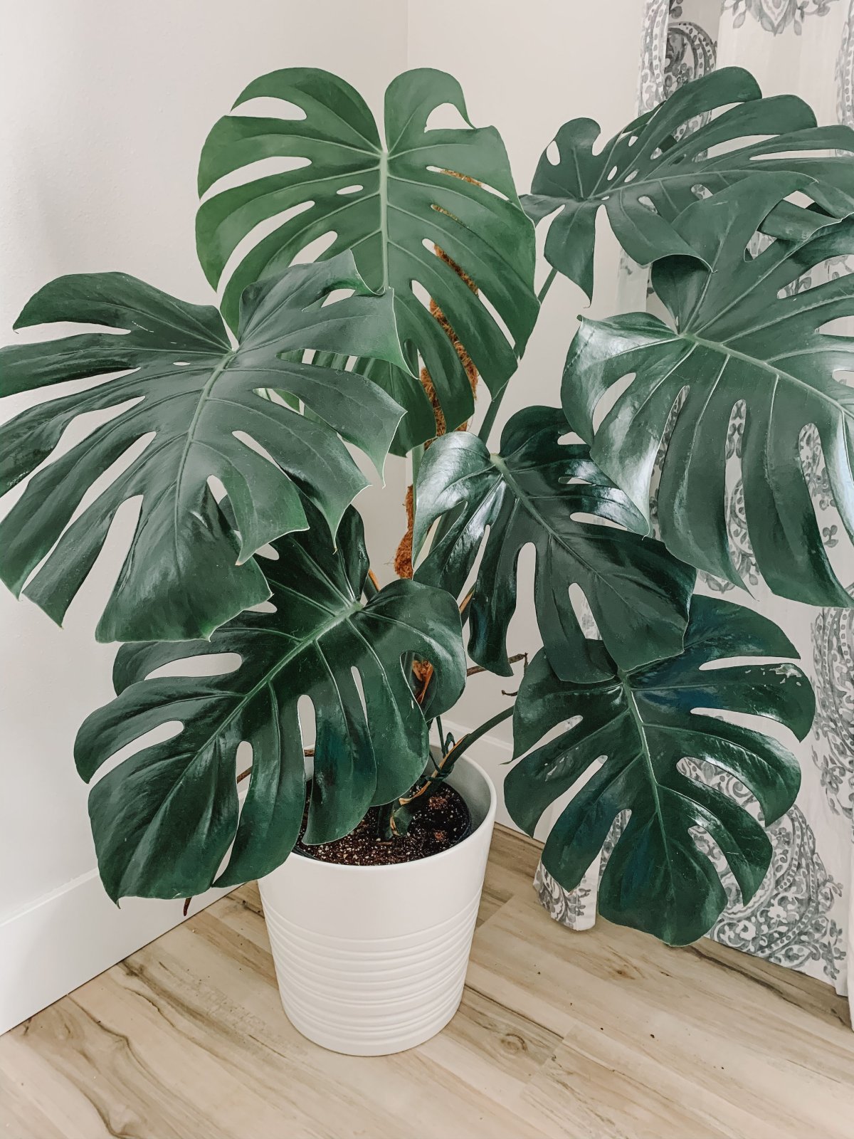 Монстера деликатесная (Monstera deliciosa)