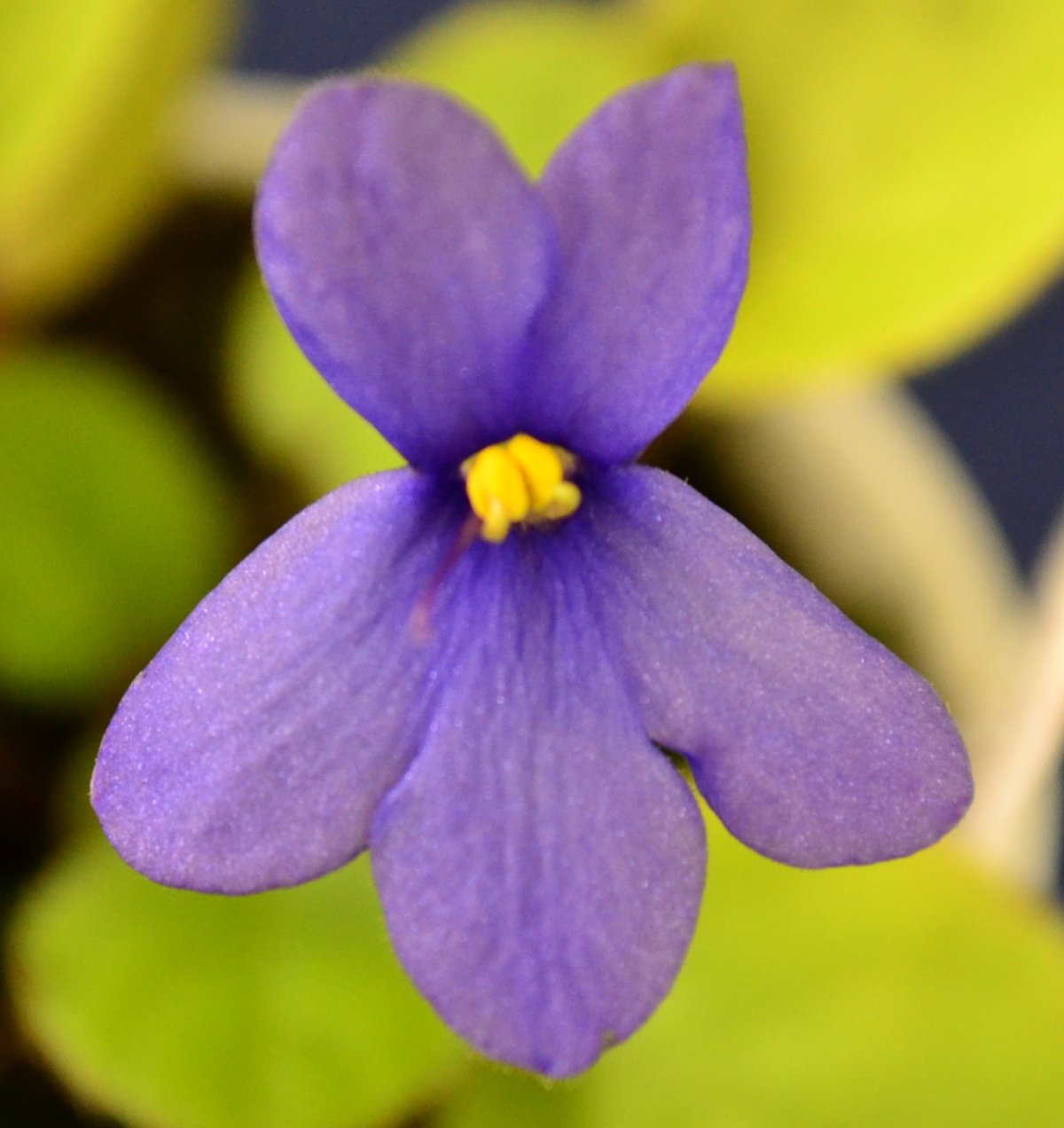 Фиалка желтая (Viola pubescens)
