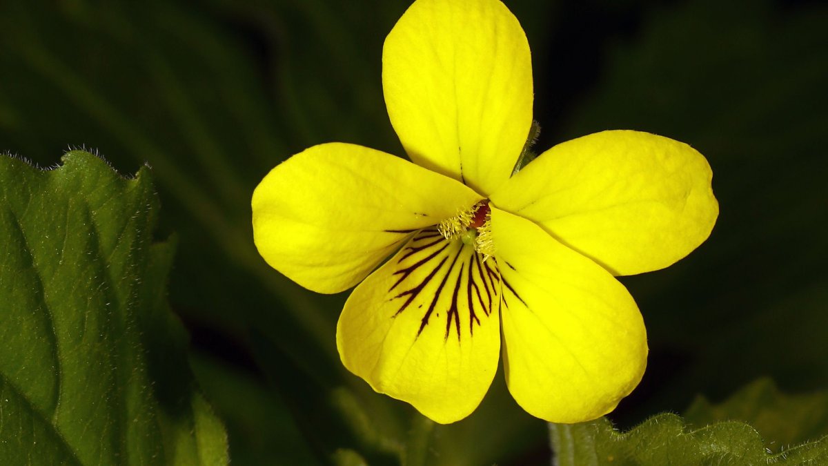 Фиалка с желтыми цветами