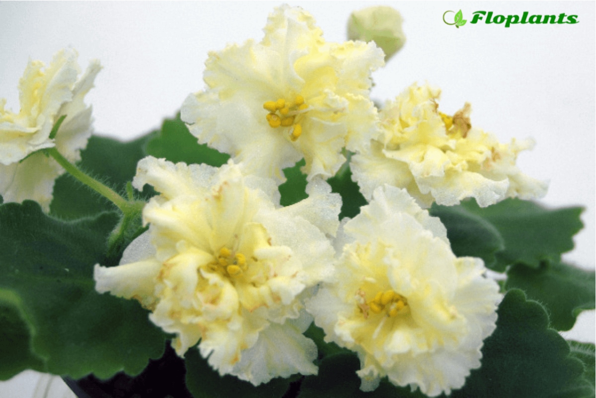 Фиалка Mellow Yellow