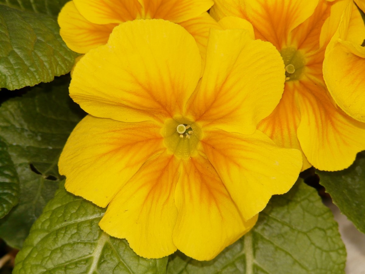 Yellow Pansy
