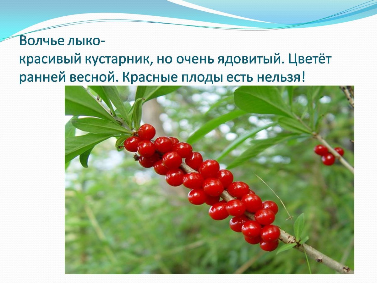 Факты о Волчьем лыке