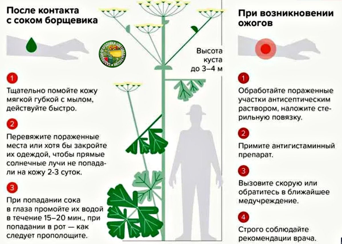 Химический ожог борщевиком