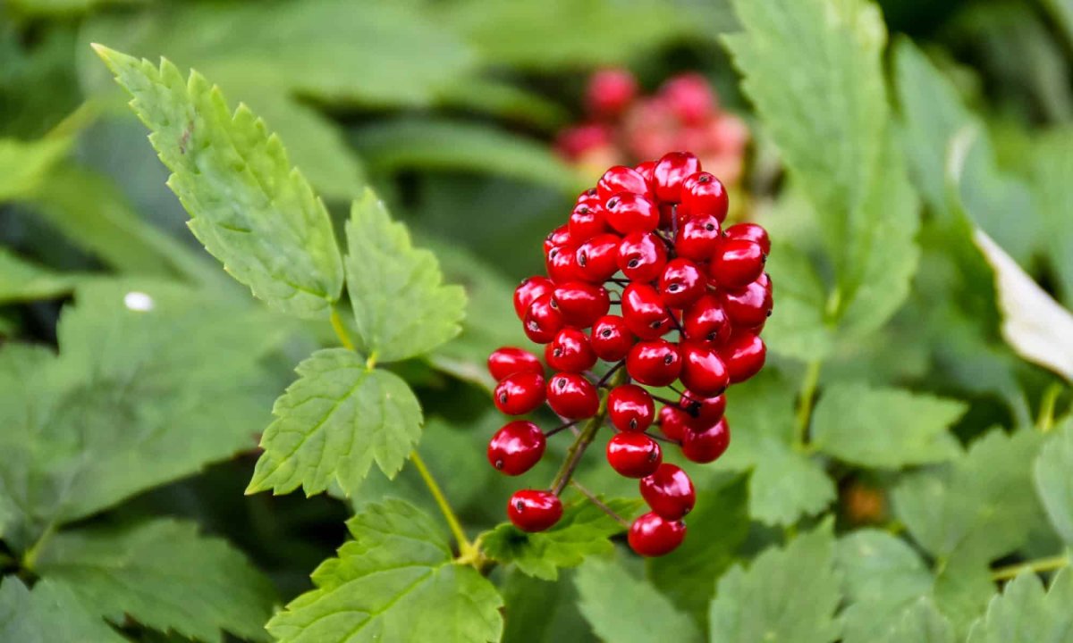 Baneberry