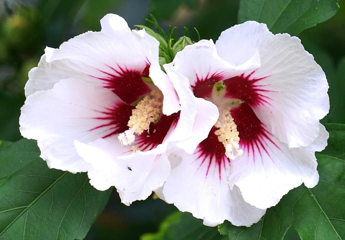 Гибискус сирийский - Hibiscus syriacus Red Heart,