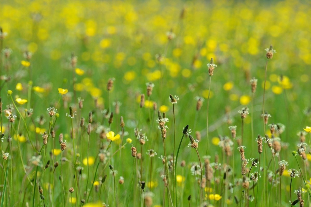 Луговая трава с желтыми цветами