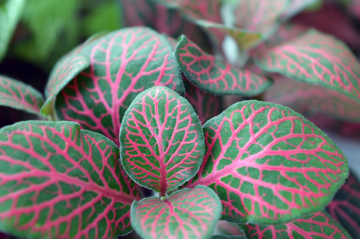 Fittonia argyroneura