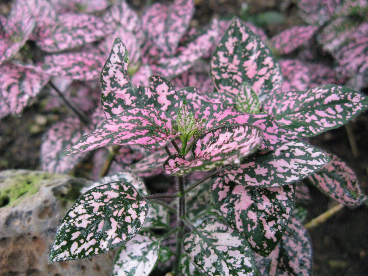 Hypoestes phyllostachya