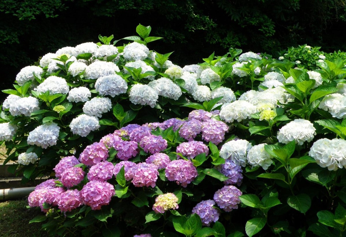 Цветы кустарники многолетники с большими цветами