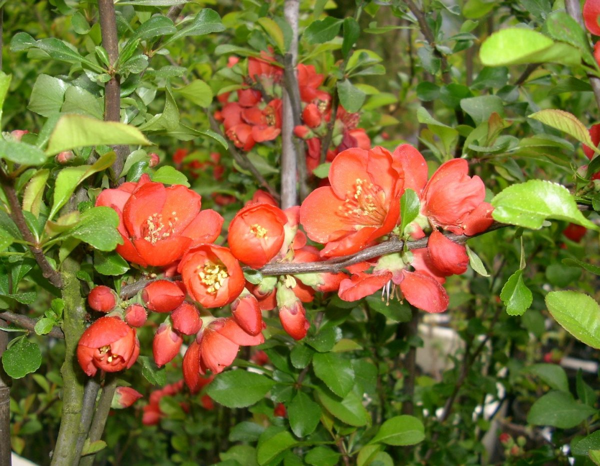 Chaenomeles japonica 'cido'