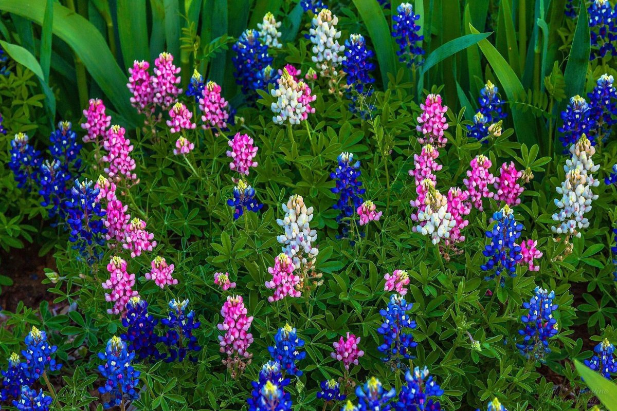 Люпины Bluebonnet