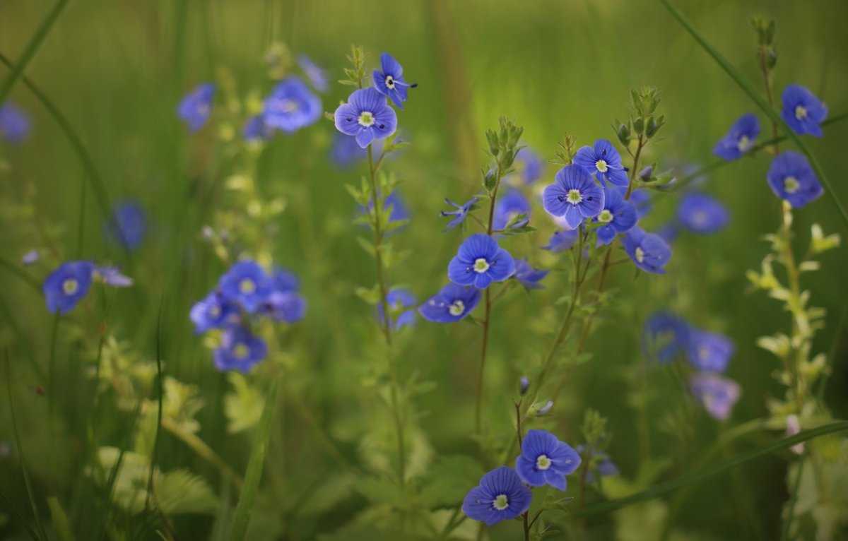 Маленькие голубые полевые цветы