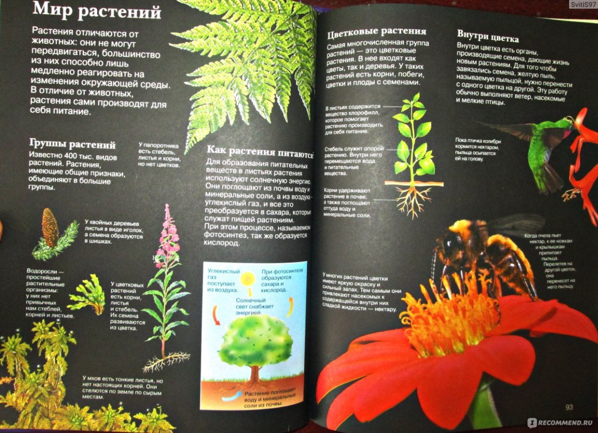 Венок из сосновых шишек
