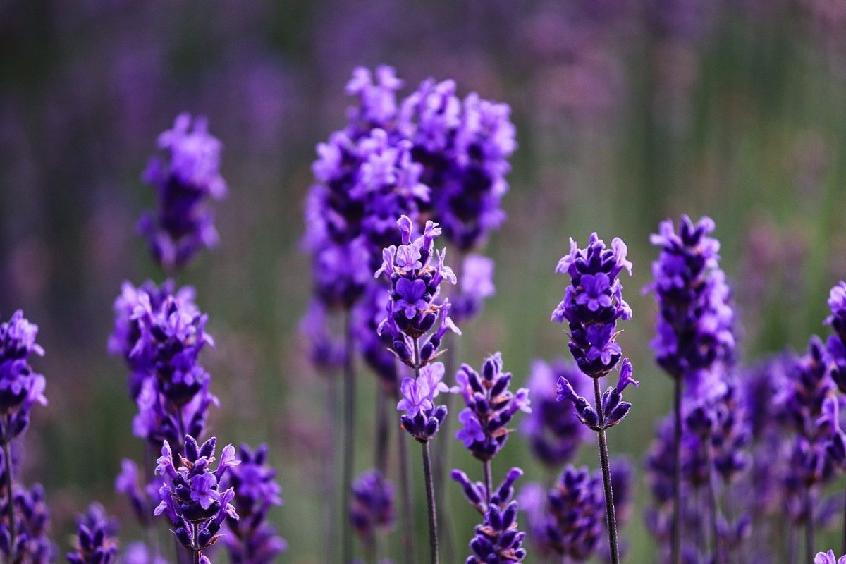 Лаванда (Lavandula p9 )