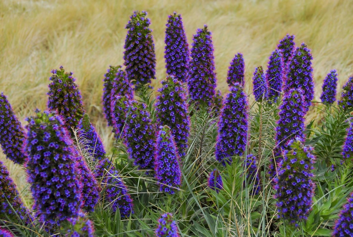 Эхиум белеющий - Echium candicans