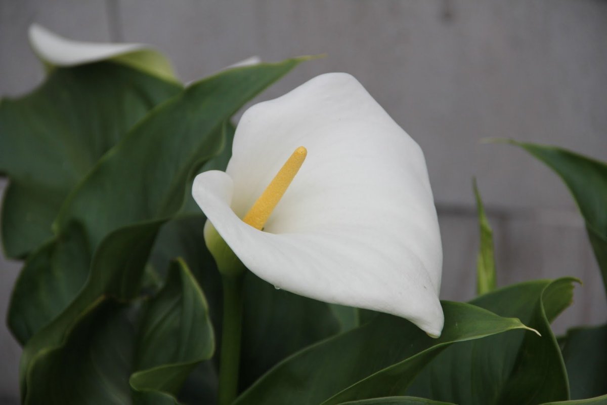 Zantedeschia aethiopica