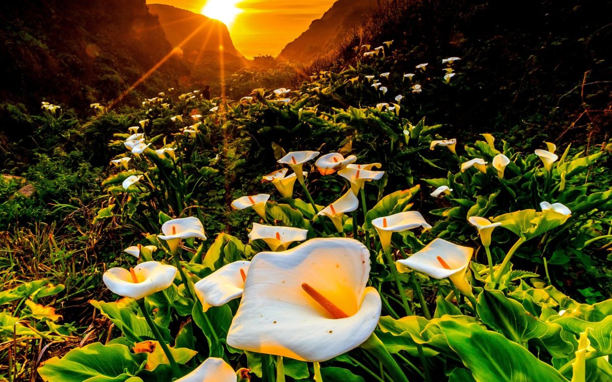 Цветы каллы в калифорнийской долине Calla Lily Valley