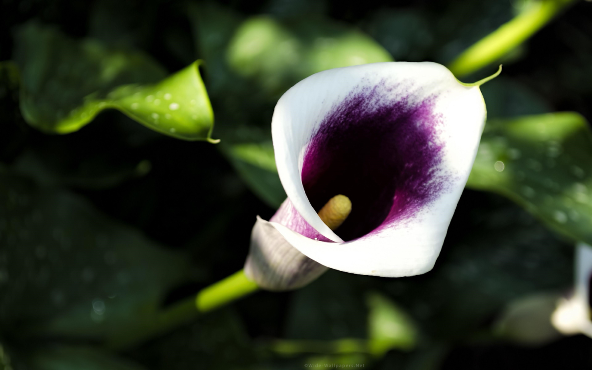 Калла Nikita (bicolor)