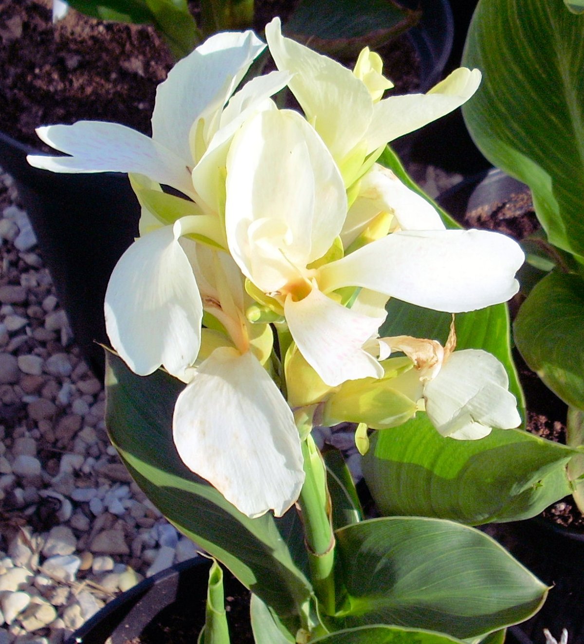 Канна Амбассадор