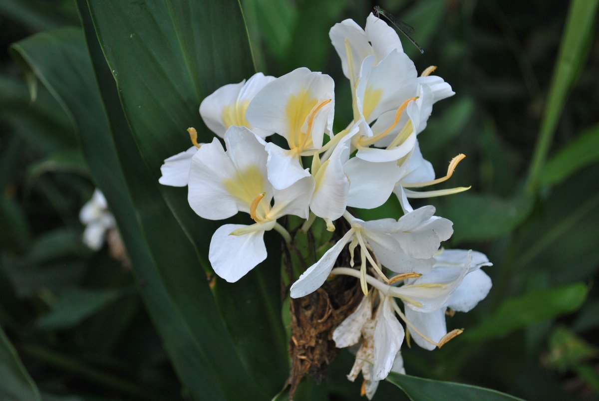 Канна орхид (Orchid)