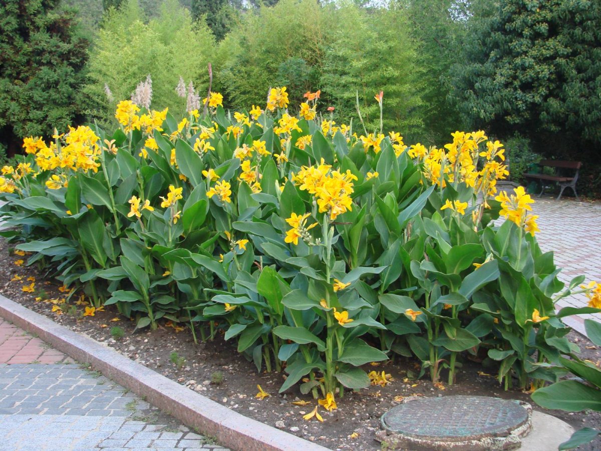 Куртина Канны