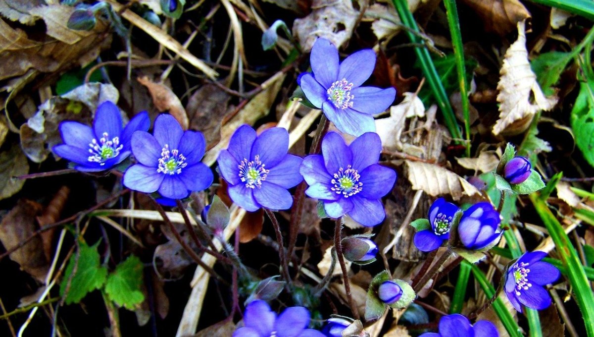 Синие лесные весенние цветы