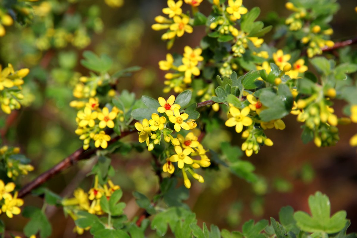 Смородина золотистая (лат. Ribes Aureum)