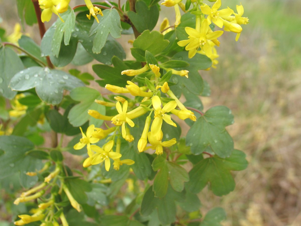 Смородина золотистая (ribes Aureum Pursh)