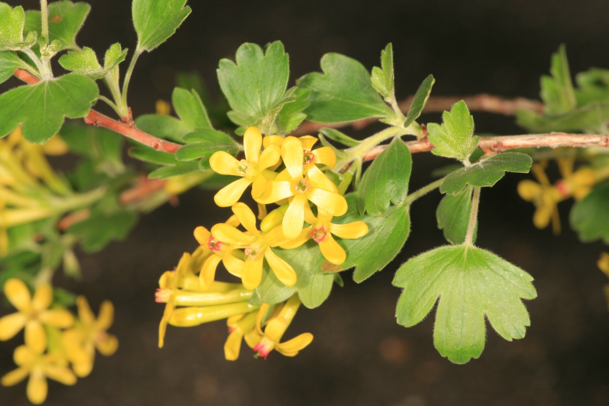 Смородина золотистая (ribes Aureum)