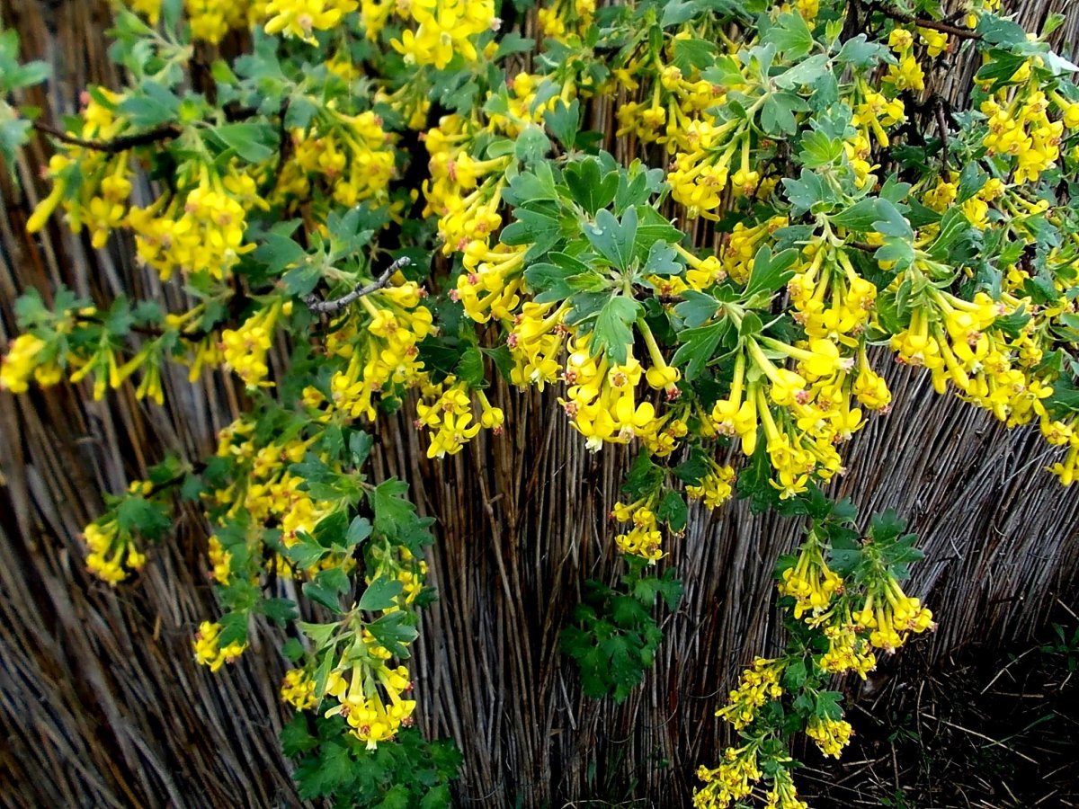Смородина золотистая (ribes Aureum)