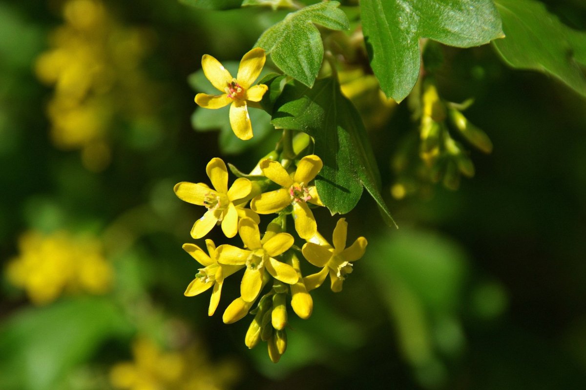 Смородина золотистая (ribes Aureum)