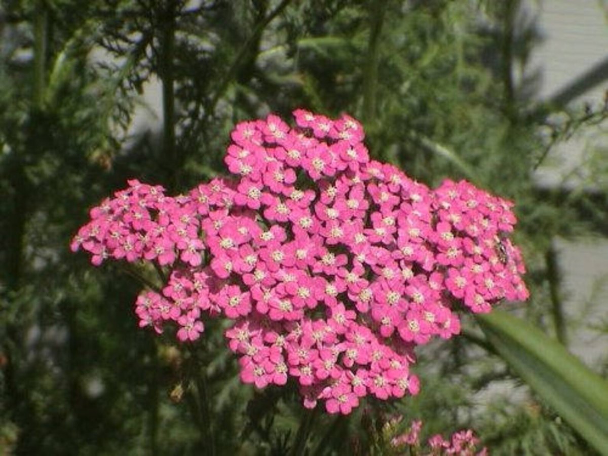 Тысячелистник Cerise Queen семена