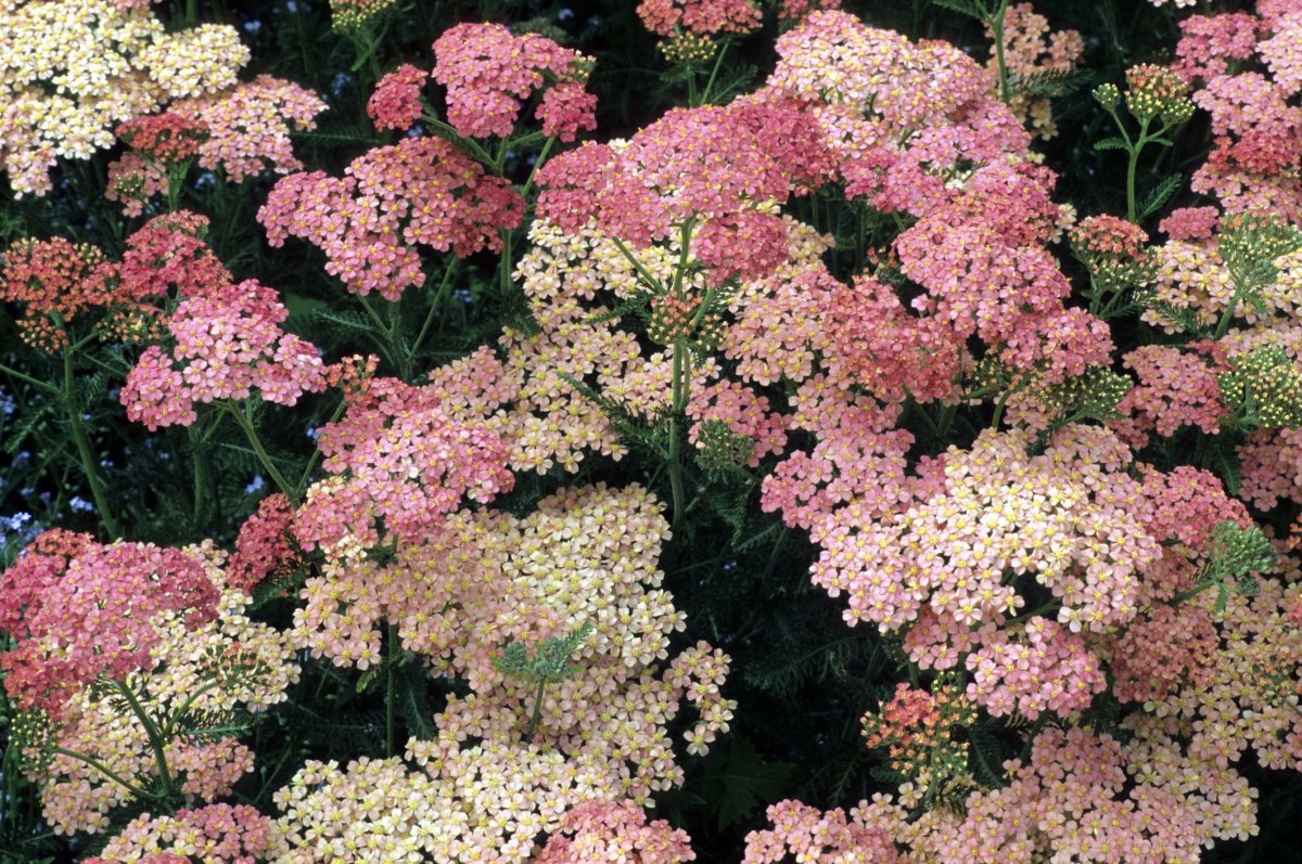 Тысячелистник Achillea little Susie