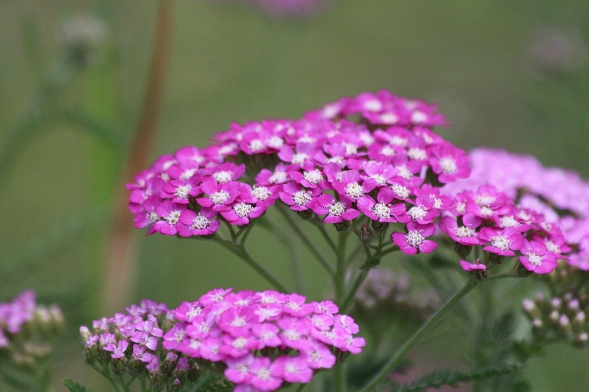 Ахиллея (тысячелистник) millefolium