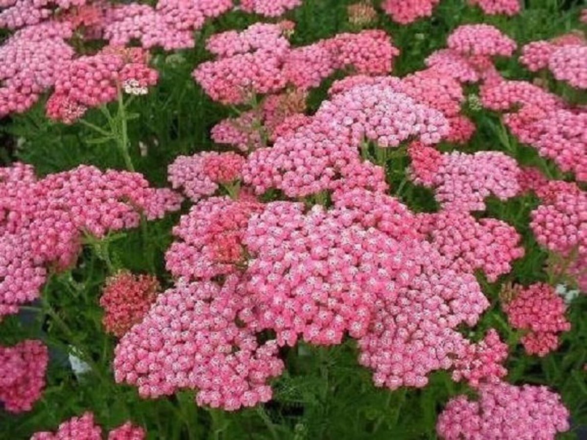 Achillea Rainbow Lightning Pink