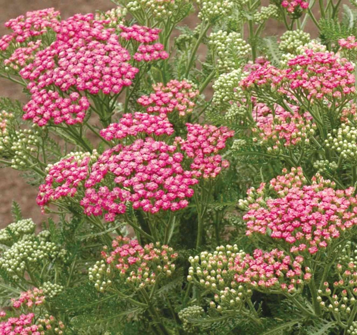 Achillea millefolium Pink Grapefruit Yarrow
