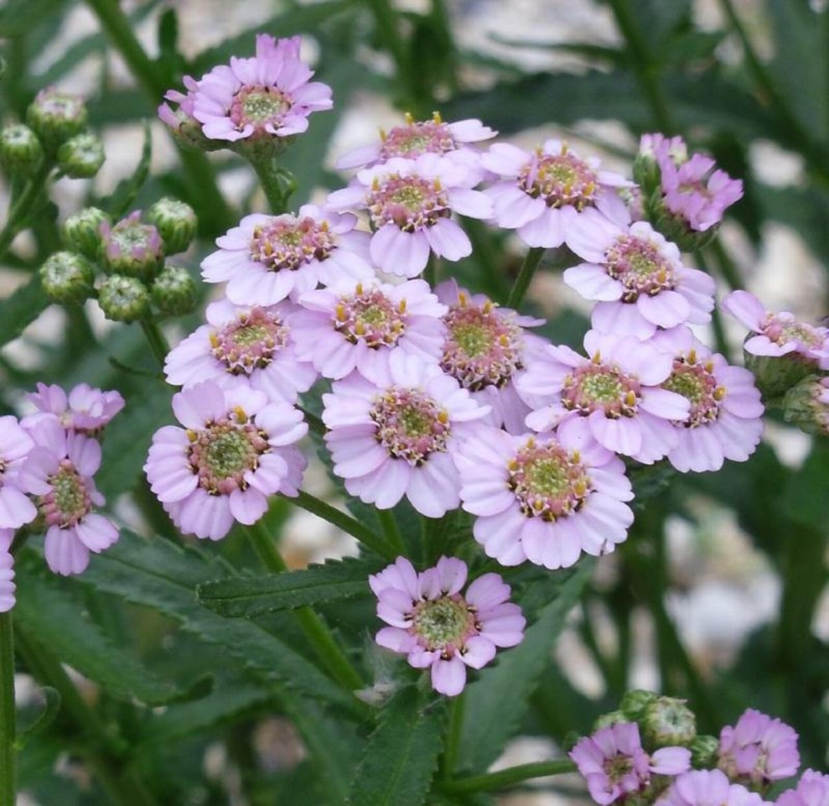 Achillea sibirica
