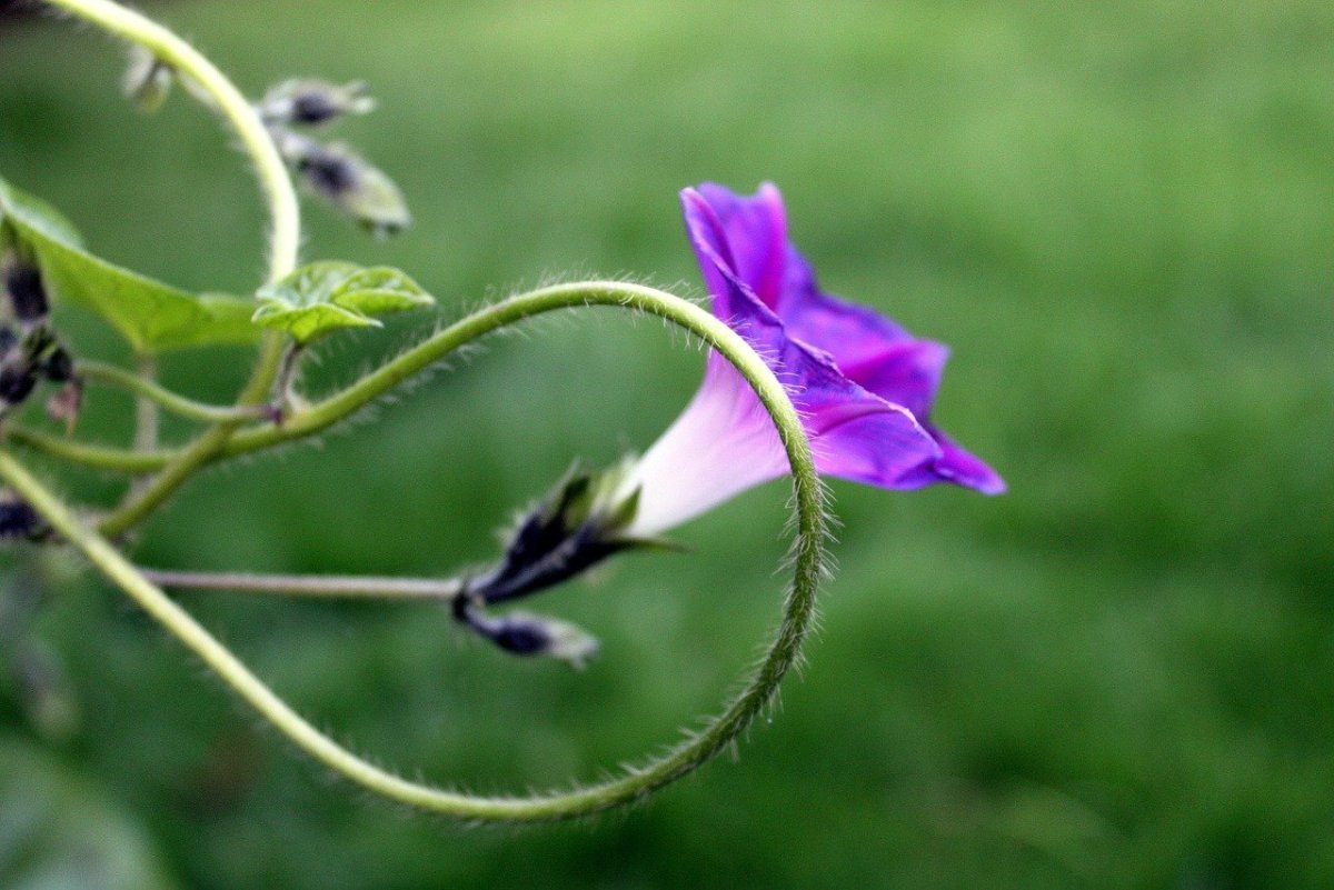 Вьюнок bindweed
