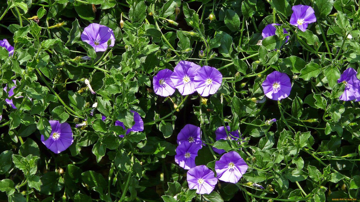 Вьюнок bindweed