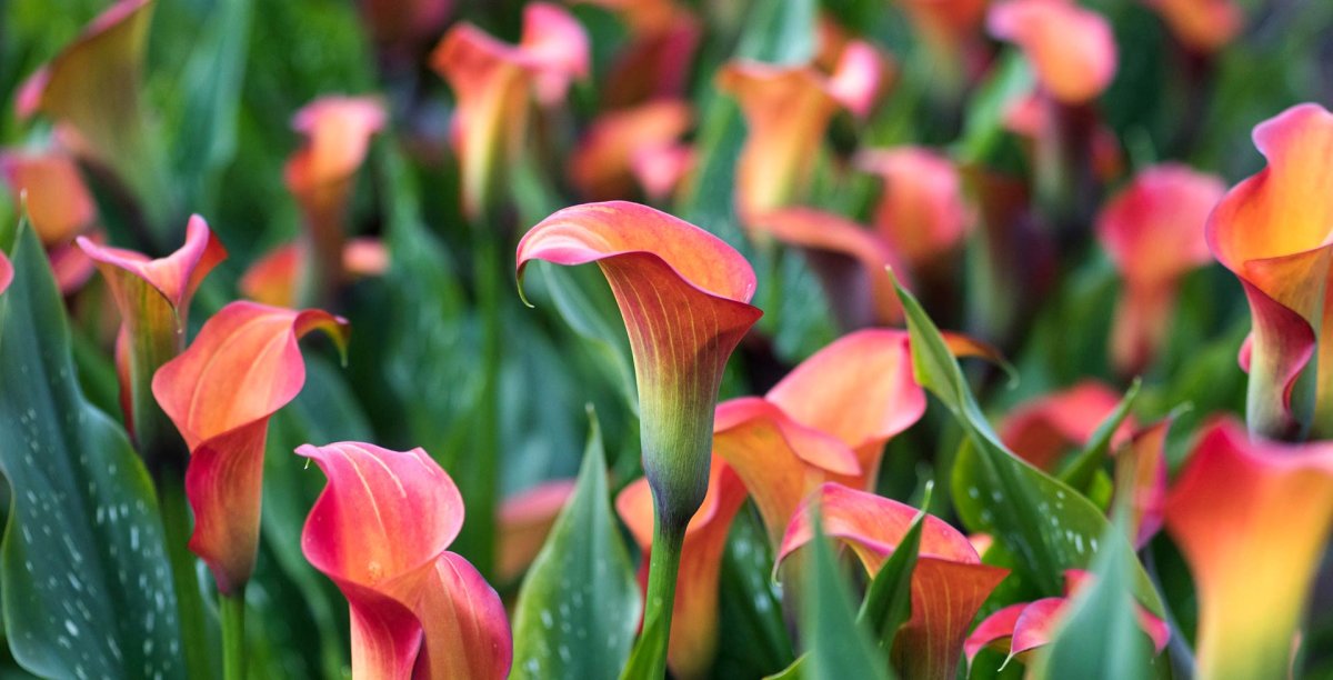 Калла Zantedeschia hot shot