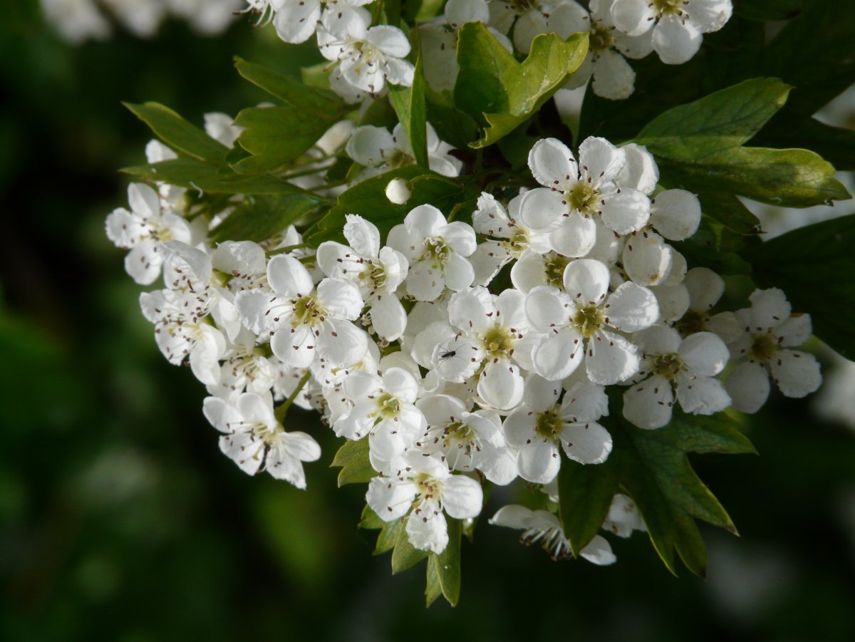 Pear Blossom