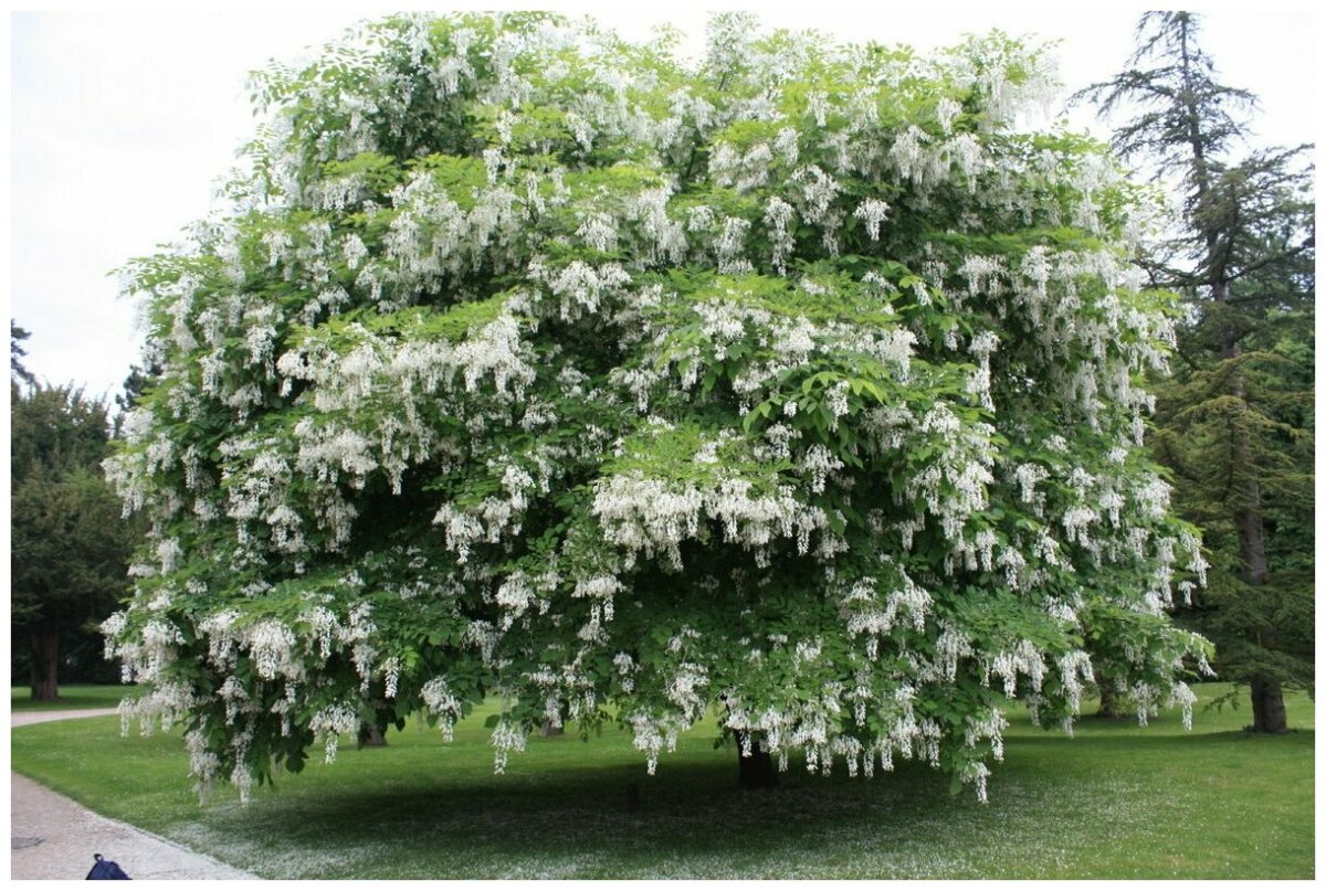 Белая Акация дерево