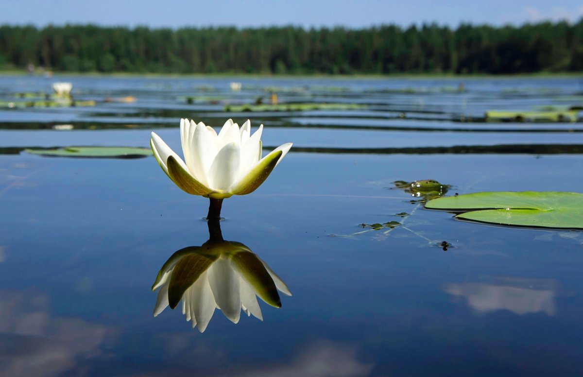 Белые цветы на озере