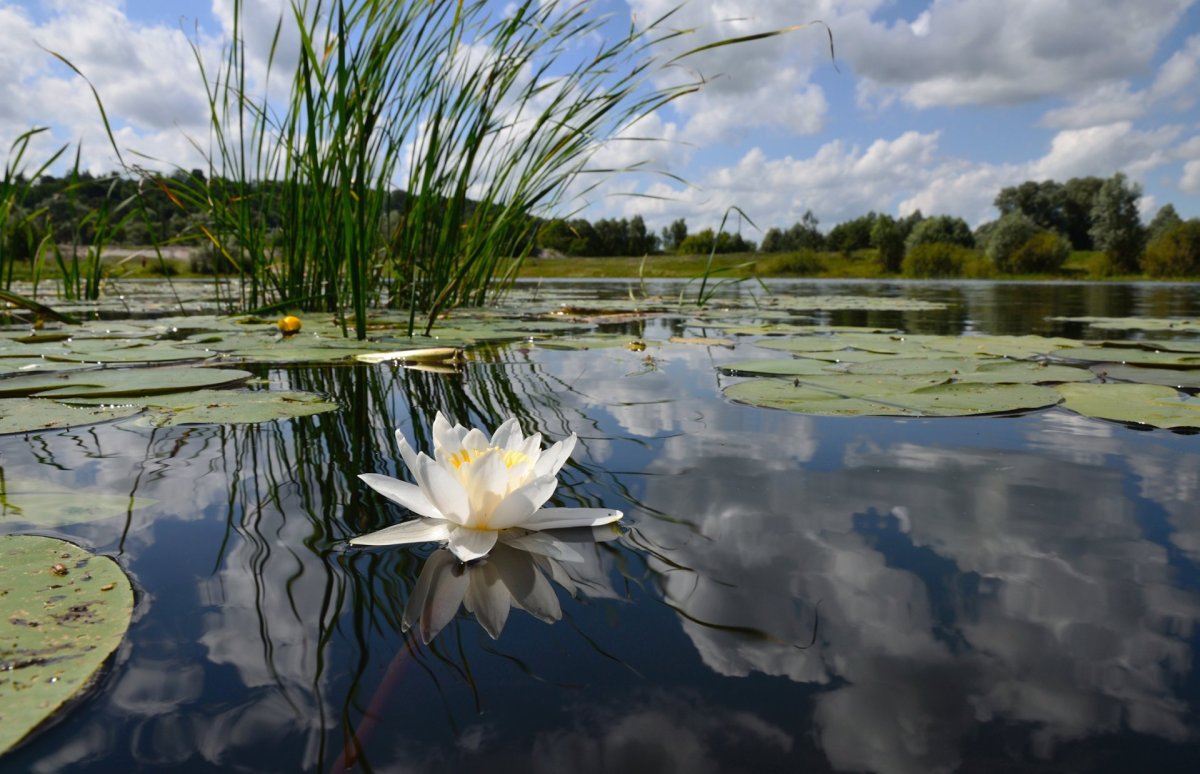 Кувшинки на воде