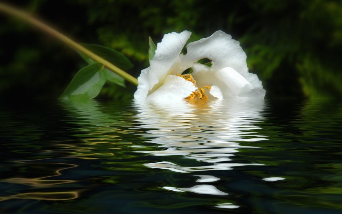 Белые цветы и вода