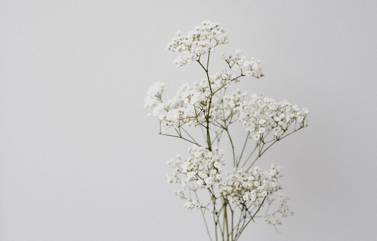 Гипсофила White