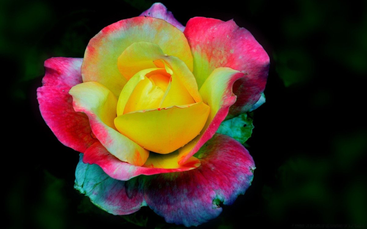 Versicolor роза