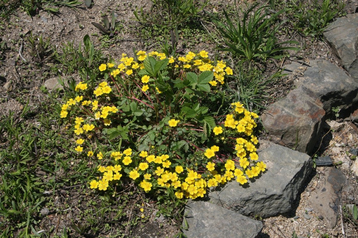 Лапчатка земляниковидная (Potentilla fragarioides)