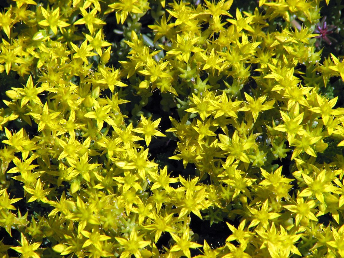 Очиток едкий Sedum acre